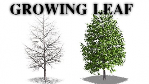视频素材-生长的树-Growing Leaf