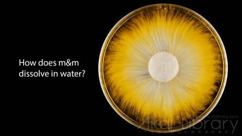 视频素材 4K科学反应创意视频m&m’s Dissolving in Water   4K