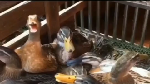 视频素材 鸭子叫笑哈哈哈_名场面魔性视频素材