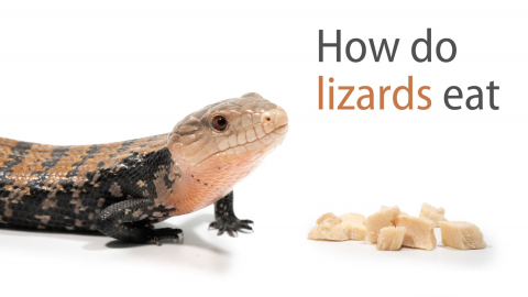 创意参考视频 科学反应创意视频How Do Lizards Eat
