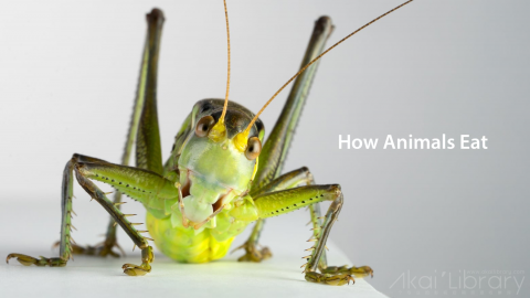 创意参考视频 科学反应创意视频How Animals Eat