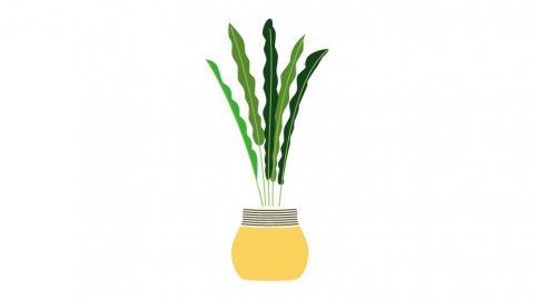 图片素材 扁平巴西铁花盆盆栽绿植植物 9