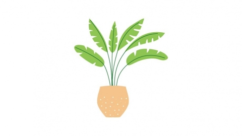 图片素材 扁平芭蕉盆栽绿植植物 6