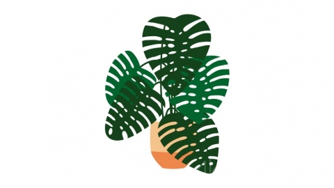 图片素材 扁平龟背竹春羽盆栽绿植植物 3