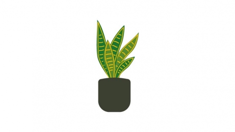 图片素材 扁平虎皮兰盆栽绿植植物 12