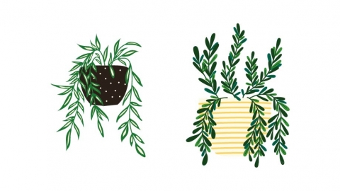 图片素材 扁平盆栽吊兰绿植植物 7
