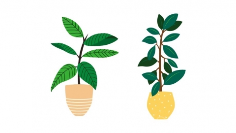 图片素材 扁平橡皮树盆栽绿植植物 4