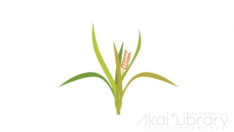 图片素材 扁平水稻大米粮食农作物农业-03