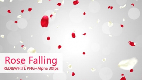 视频素材 玫瑰花瓣飞舞飘落飘动动画视频素材rose-falling-9RCXF56