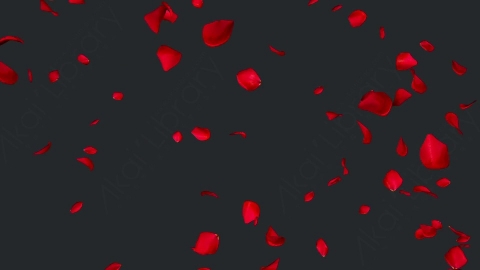 视频素材 玫瑰花瓣飘落飘动动画视频素材falling-rose-petals-on-alpha-channel-loops-v2-H65JJN8003