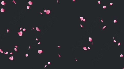 视频素材 玫瑰花瓣飘落飘动循环动画视频素材falling-pink-petals-on-alpha-channel-loops-v1-LN56URQ004