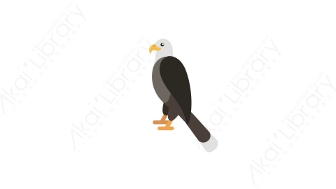 AE模板 32-bird-3老鹰鸟MG扁平卡通动物元素图标