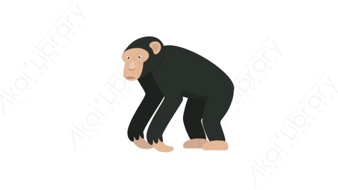 AE模板 59-monkey-2猴子猩猩MG扁平卡通动物元素图标