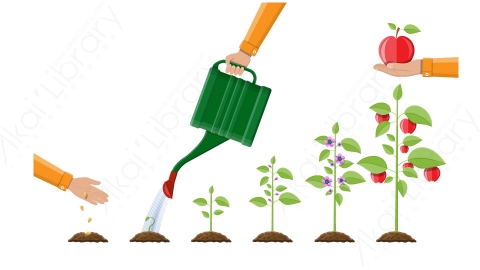 图片素材 扁平植物的生长从新芽到果实