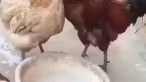 视频素材 霸道总鸡爱上我_名场面魔性视频素材