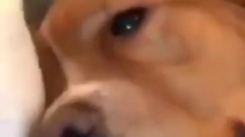 视频素材 谁拿我的骨头了_名场面魔性视频素材