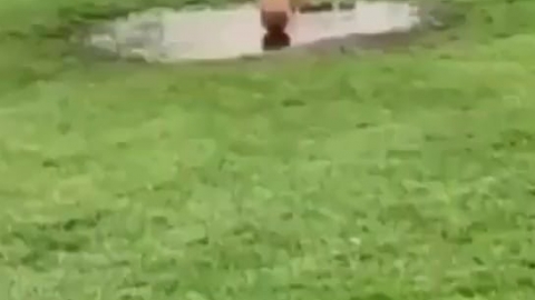视频素材 这娃太搞笑了_名场面魔性视频素材