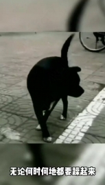 视频素材 dj狗_名场面魔性视频素材