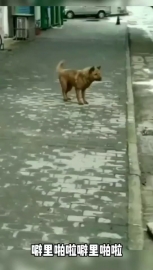 视频素材 dj狗狗_名场面魔性视频素材