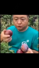 视频素材 反向宣传大李子01_名场面魔性视频素材