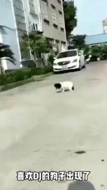 视频素材 歌舞厅去多了狗_名场面魔性视频素材