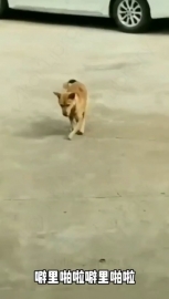 视频素材 诡异的舞步_名场面魔性视频素材