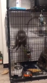视频素材 鬼步猫_名场面魔性视频素材