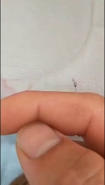 视频素材 蚊子：只要能到那个地方_名场面魔性视频素材