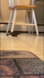 视频素材 乌龟汽车飞速_名场面魔性视频素材
