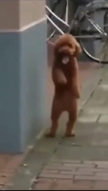 视频素材 舞起来泰迪_名场面魔性视频素材