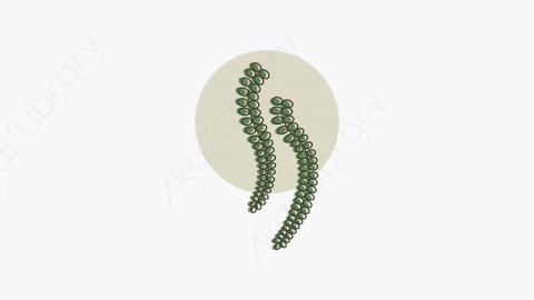 图片素材-009_蕨类植物_fern