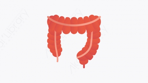 图片素材-013_大肠_large_intestine