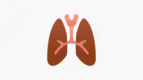图片素材-015_人肺_human_lungs