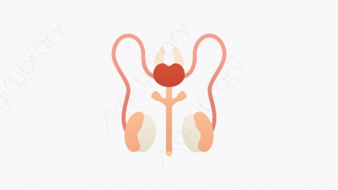 图片素材-016_卵巢_ovaries