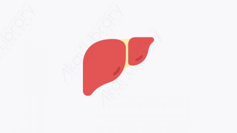 图片素材-018_肝脏_liver