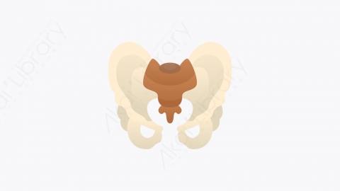 图片素材-018_骨盆_pelvis