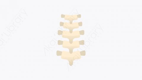 图片素材-022_骨干_backbone