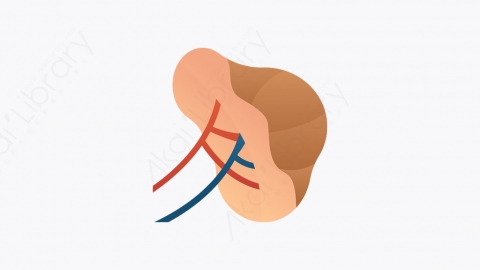 图片素材-023_脾脏_spleen