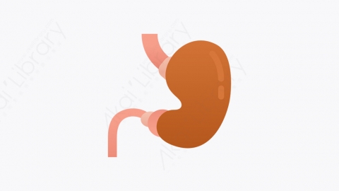 图片素材-024_胃_stomach