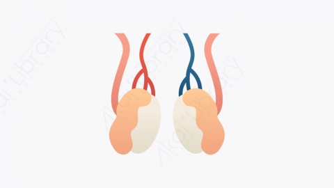 图片素材-025_睾丸_testicles