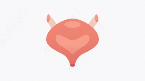 图片素材-029_尿道_urinary