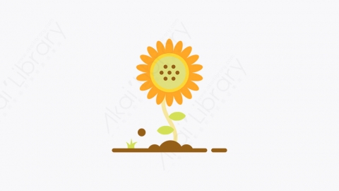 图片素材-033_向日葵_sunflower