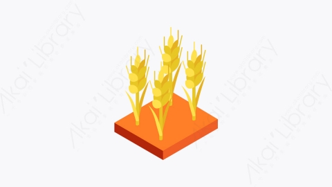 图片素材-003_小麦_wheat