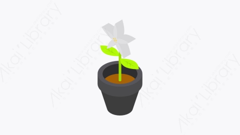 图片素材-043_花朵盆栽_flower_