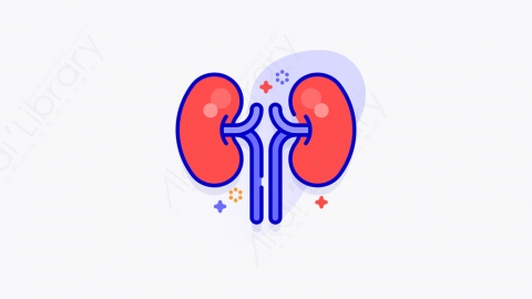 图片素材-024_肾_kidney