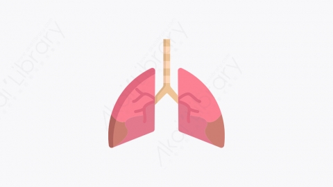 图片素材-031_肺_lung