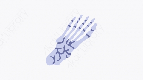 图片素材-034_脚_foot