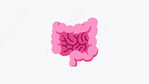 图片素材-039_肠子_intestine