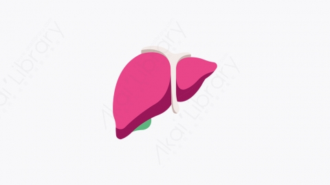 图片素材-041_肝脏_liver