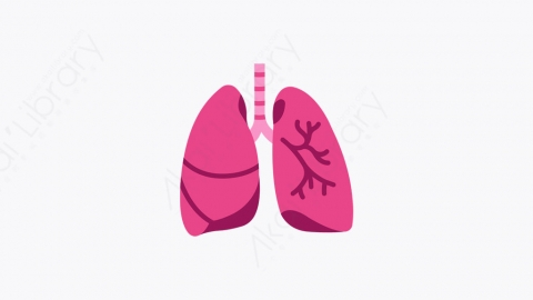 图片素材-042_肺_lung
